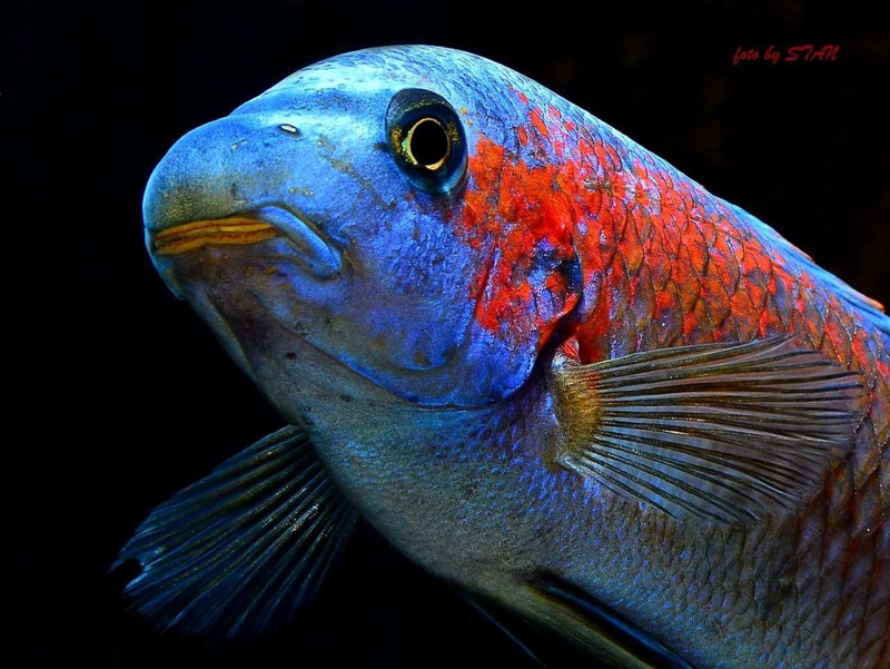 Labeotropheus trewavasae 'Makankha Reef'